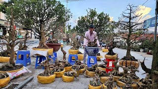 Bonsai Hạo Nam 13/1 #0976900992 bán Mai Vàng, Mai Tứ Quý và nhiều loại cây kiểng khác