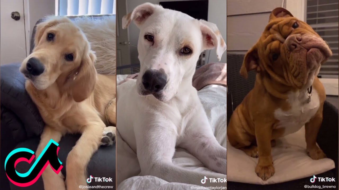 sound-that-make-dog-tilt-their-head-challenge-tiktok-compilations