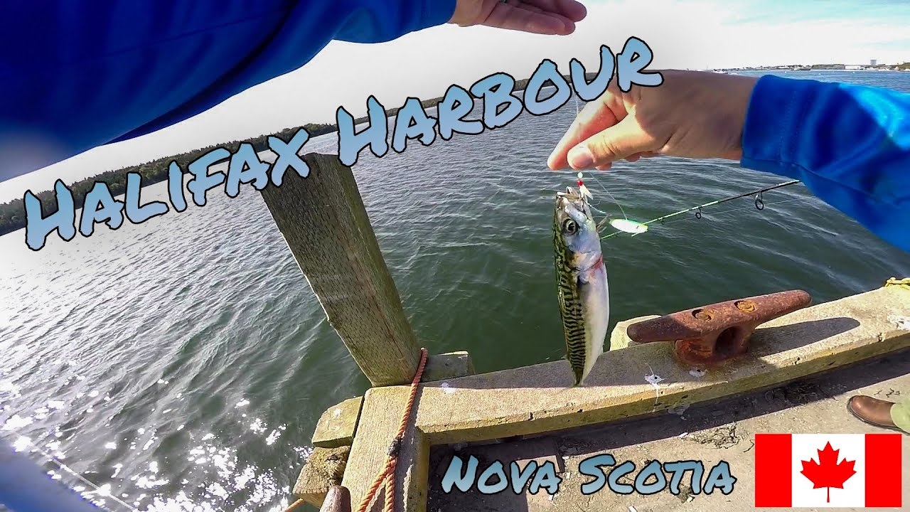 FINALLY BACK on the EAST COAST FISHING for MACKEREL in the HALIFAX