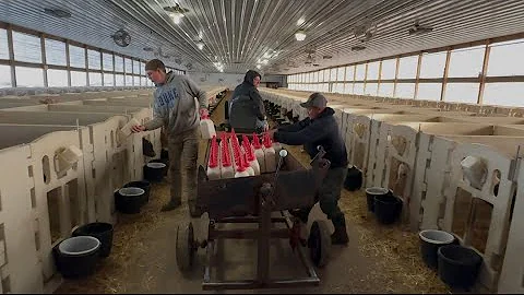 Feeding 900 bottle calves