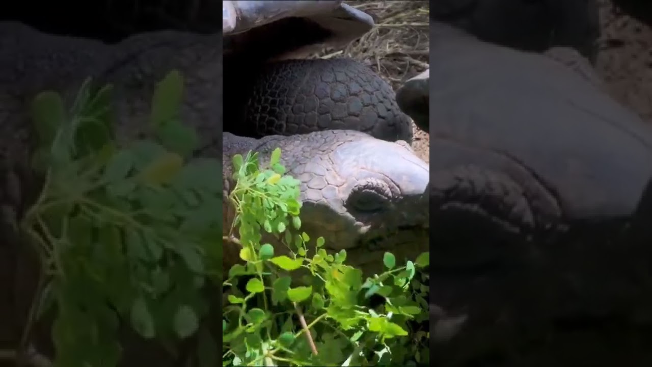 jungle sounds for sleeping, 8k ultra hd 2160p 60fps, forest, forest sounds 