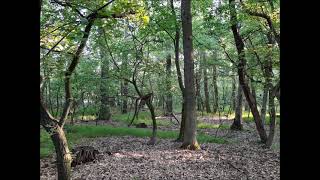 Morning Walk In The Forest 🇸🇰 (10 hours of nature sounds)