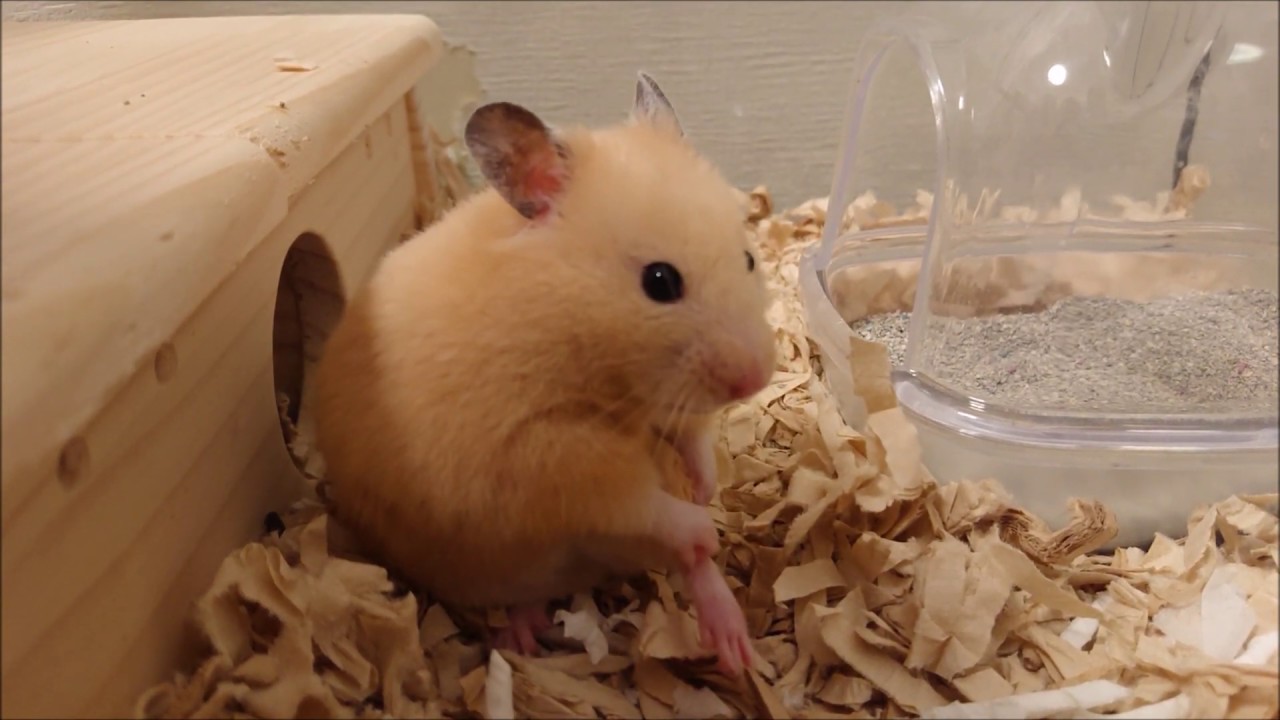 忘れ物を思い出したハムスター Youtube