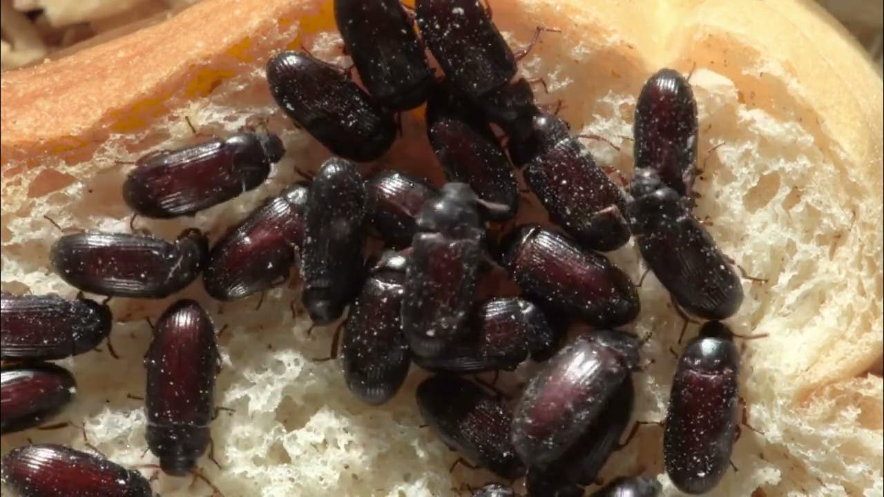 Decoding the Intriguing Life Cycle of Jigger Fleas YouTube