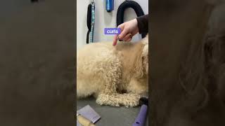 How to brush a dogs coat correctly and prep #doggroomingtips #lovemud #groomerschoice #labradoodle