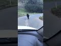 Cow on the road