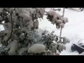 Petardo per far cadere la neve dall&#39;albero Jesi boom.MOV