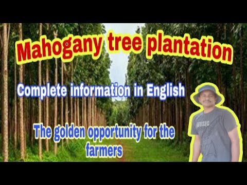 Mahogany tree plantation | Swietenia macrophylla plantation (Complete information) in English