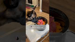 Dog Was Taught To Respect Food #doglife #smartdog #belgianmalinois