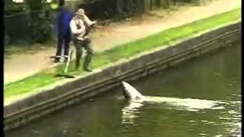 Trigger Happy TV - Big Fish