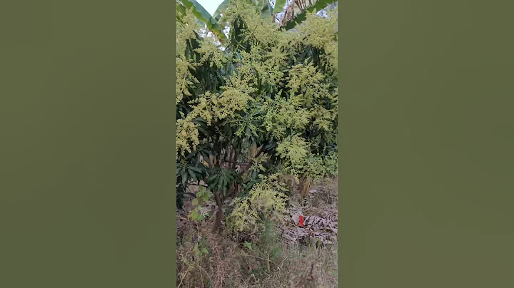 1st Mango🥭 Flower of 2023 - DayDayNews