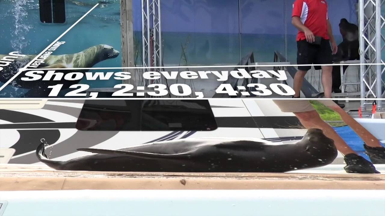 Sea Lion Splash Show at Gulf Islands Waterpark YouTube