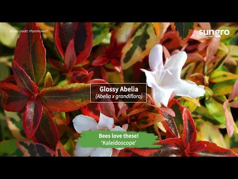 Video: Evergreen Zon 9 Shrubs - Memilih Evergreen Shrubs Untuk Landskap Zon 9