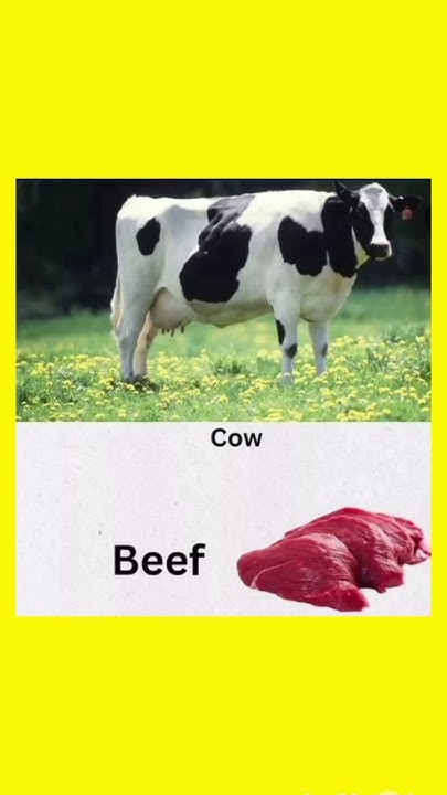 what-is-the-meat-of-cow-called-vocabulary-english-youtube