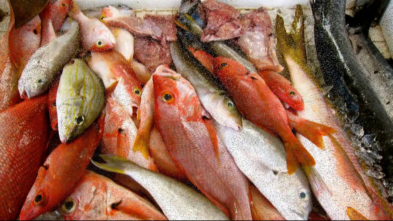 Свежая рыба купить недорого. Свежая рыба фото. Как выбрать рыбу. Популярная рыба на продажу. Свежая рыба красивое фото.