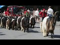 The Goat Parade, Zermatt, Switzerland