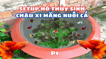 Setup Chậu Trồng Cây Thành Hồ Nuôi Cá Thủy Sinh | Chinh Mê Cá