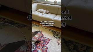 This Is The Life Snoopy Lives Every Day