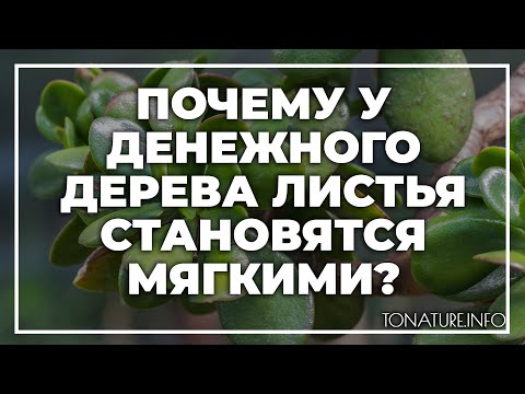 Почему у денежного дерева (толстянки) листья становятся мягкими? | toNature.Info