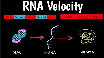 RNA Velocity | How To Do Single Cell RNA Velocity Analysis |