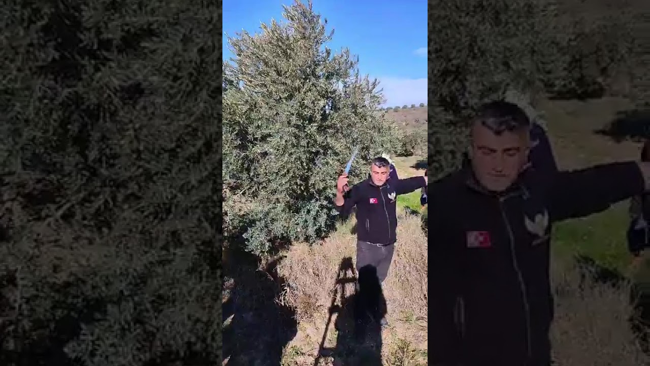 Zeytin budama semineri 2