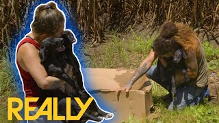 Box Of Abandoned Puppies Found In A Cornfield! | Pit Bulls & Parolees