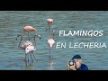 Flamingos en Lecheria