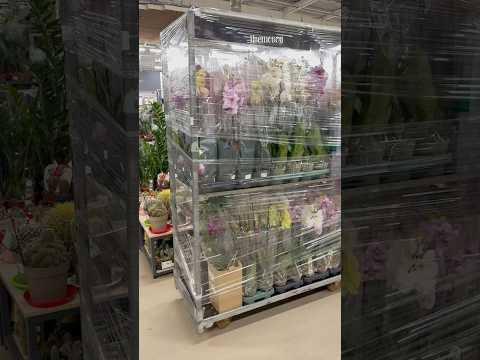 НОВЫЙ ЗАВОЗ РАСТЕНИЙ! 😍 #комнатныерастения #цветы