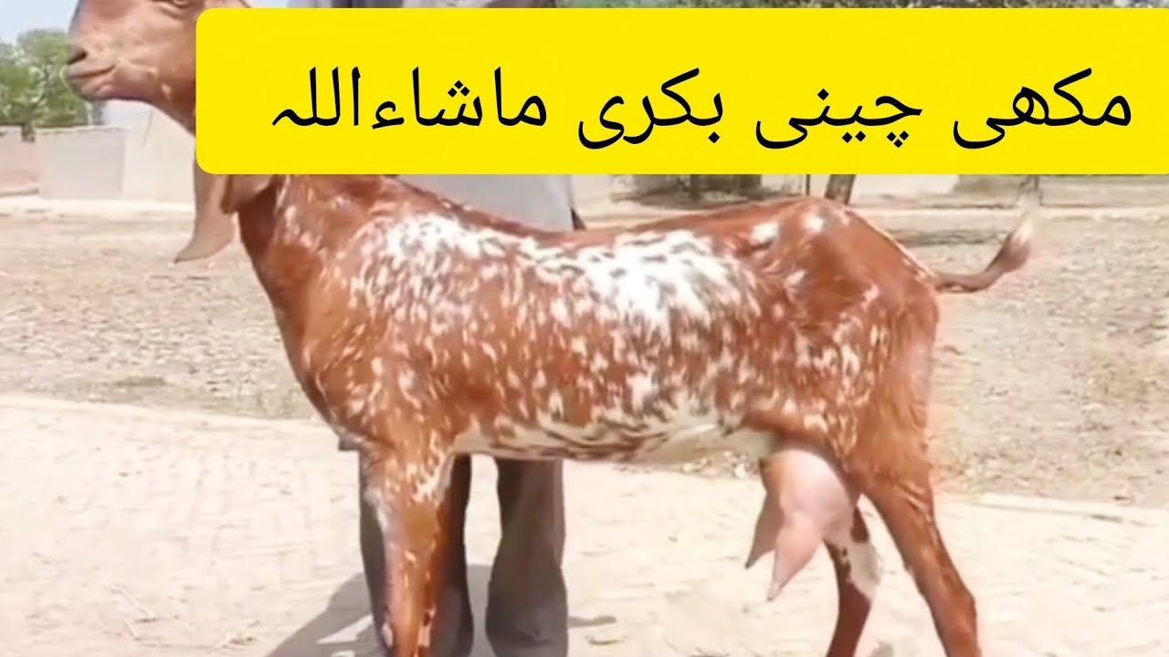 Makhi cheeni bakri makhi cheeni goat for sale milky goat kids bakri with two kids beetal goat ai