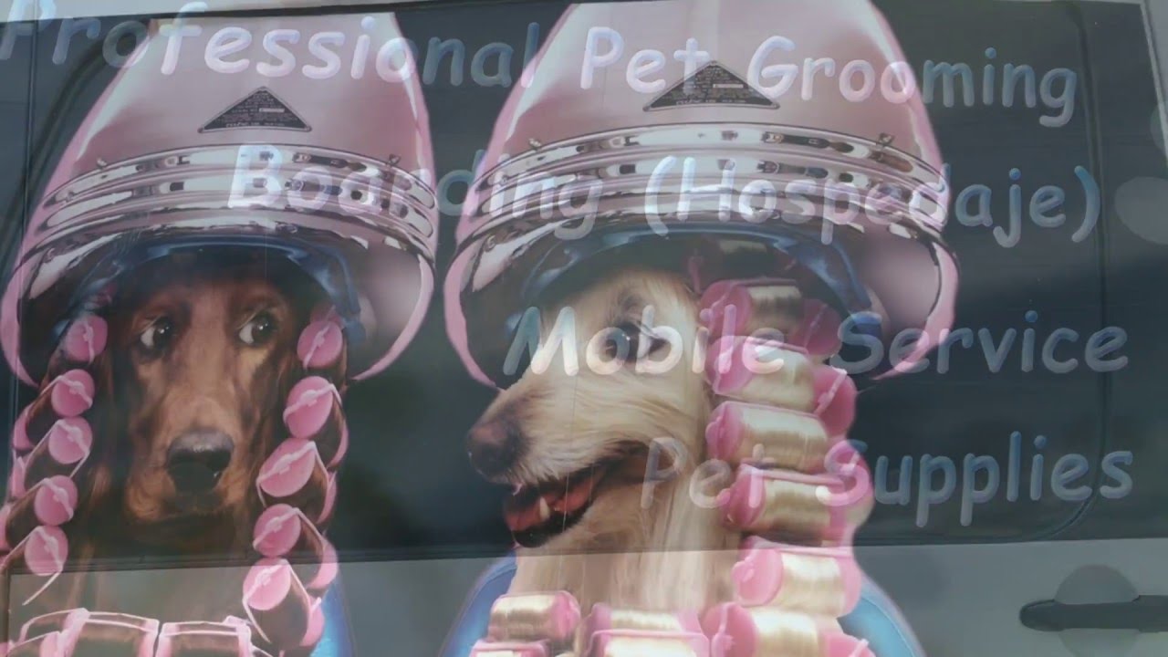 Miami's Pet Grooming Mobile Fleet - YouTube