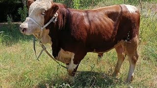 Oʻzimi honadonimdan toza qonli avtiriski smental 💯 95 191 19 13