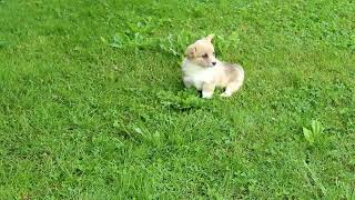 Pembroke Welsh Corgi Puppies For Sale