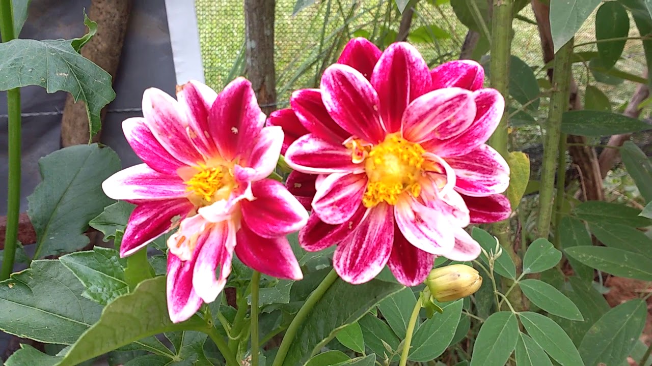 Flor do Açafrão 😍 - thptnganamst.edu.vn