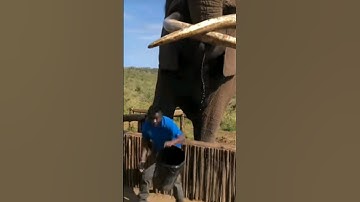 Elephant Attack #shorts #viral #short #shortvideo #youtubeshorts #viralshorts #animals #trending