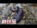 《科技苑》“鱼”护卵 猪打洞 土里“种”马蜂 20190305 | CCTV农业