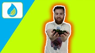 PROPAGATE MOSS BALLS HOW TOO | Quick Tip 002