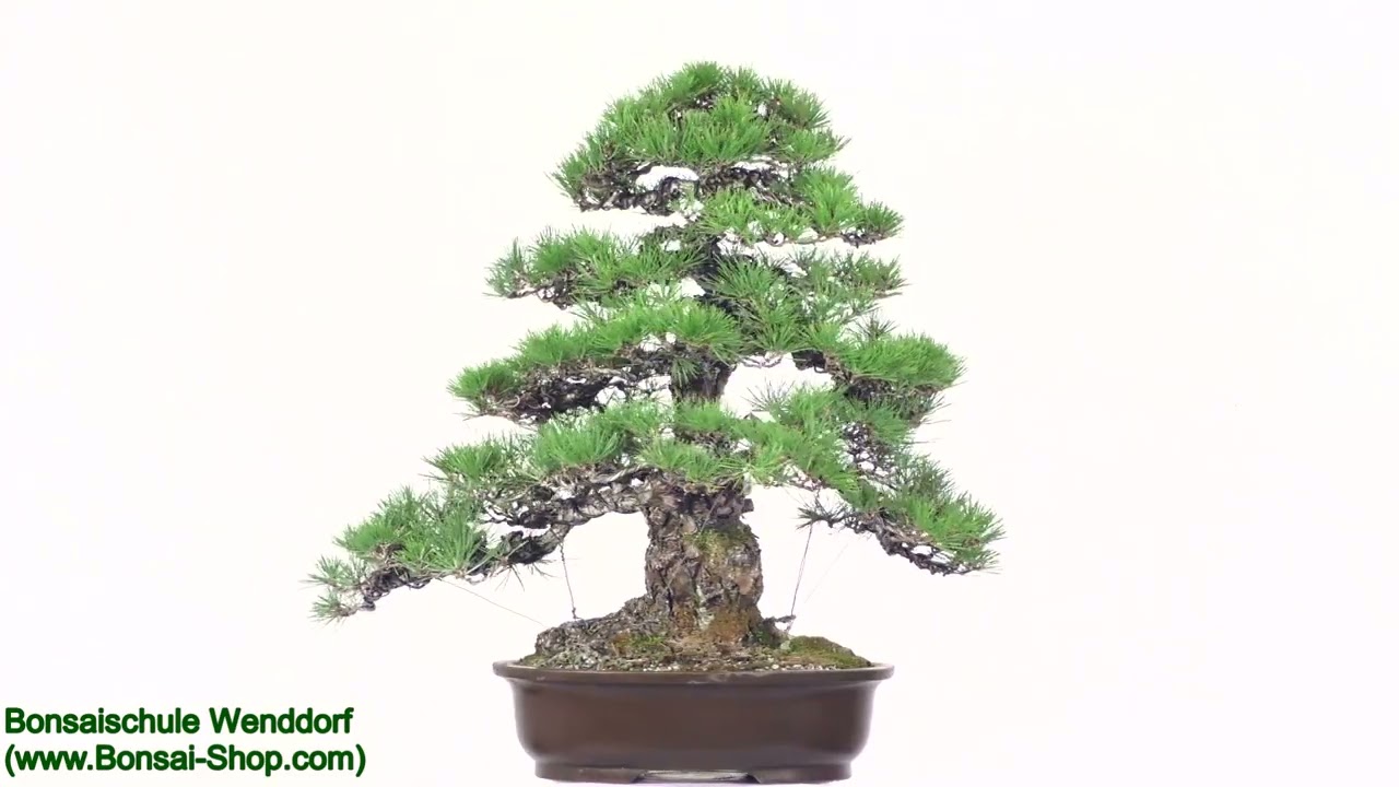 carmona microphylla indoor bonsai Carmona Microphylla Bonsai