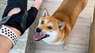 [Pepper the Shiba] dog went crazy on gym gloves