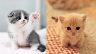 so cute and adorable 🥰 kittens | Part 33 by Cute Kittens 4,115 views 1 year ago 10 minutes, 51 seconds