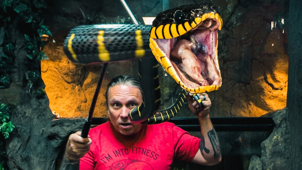 vlogs in spanish CLOSE CALLS WITH A VENOMOUS SNAKE!! | BRIAN BARCZYK