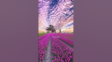 #بلغوا_عني_ولو_آيه بصوت هشام مجدي الآية ١٣٢ : ١٣٤من سورة النساء