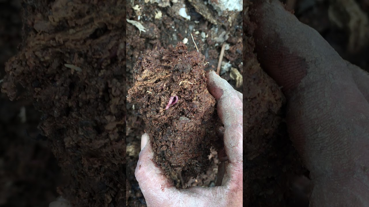 Worm production in cow dung. YouTube