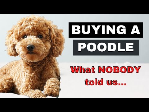 Buying A Miniature Poodle Turned out differently than expected