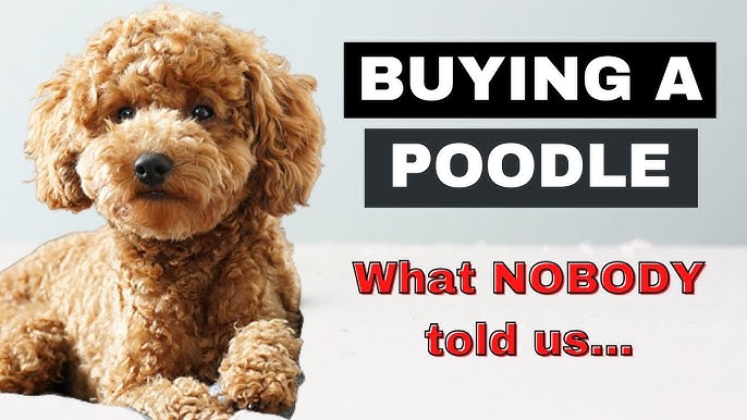 Goldendoodle Struggling to Understand How Toy Works Watched by Over 16M