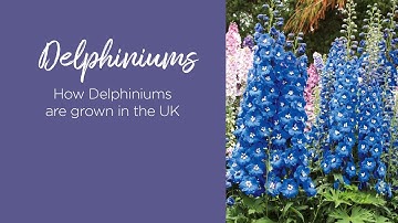 How Delphiniums are grown in the UK