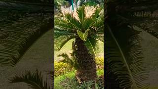 Naiyo lagda || nature shorts video || #youtube #nature #viral