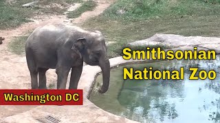 Visiting The Smithsonian National Zoo In Washington Dc