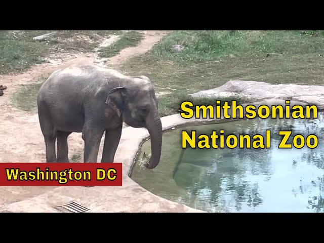 Visiting the Smithsonian National Zoo in Washington DC class=