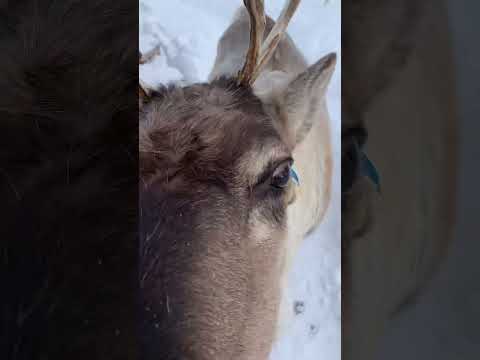 Video: Šiaurės elniai: skaitytuvas, pjovėjas ir grotuvas ant vamzdžio