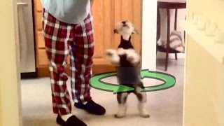 Dog Flips Out When We Do This With A Paper Towel Roll by ChumpieTheDog 26,259 views 7 years ago 24 seconds